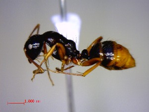  (Camponotus heteroclitus - casent0121996-D60)  @14 [ ] CreativeCommons - Attribution (2011) M. Alex Smith Centre for Biodiversity Genomics