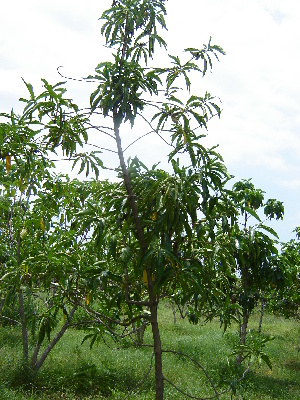  (Morinda citrifolia - AND)  @11 [ ] Unspecified (default): All Rights Reserved (2015) Roopa. V and N. Mathivanan University of Madras