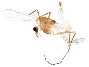 (Tanytarsus inextentus - BIOUG02258-A12)  @12 [ ] CreativeCommons - Attribution (2012) CBG Photography Group Centre for Biodiversity Genomics