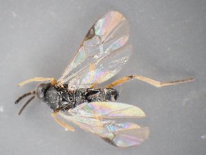  ( - ZSM-HYM-33418-E02)  @11 [ ] by-nc-sa (2022) SNSB-ZSM ZSM (SNSB, Zoologische Staatssammlung Muenchen)