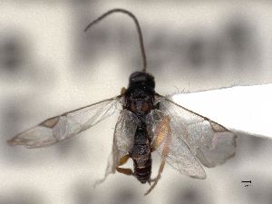  ( - CNC523534)  @11 [ ] by-nc-sa (2022) CNC CNC, Canadian National Collection of Insects, Arachnids and Nematodes