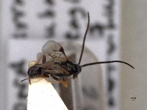  ( - MRS_JFT1106)  @11 [ ] by-nc-sa (2022) CNC Photography group CNC, Canadian National Collection of Insects, Arachnids and Nematodes