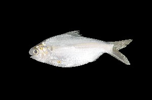  ( - MB0052_Anodontostoma_chacunda)  @11 [ ] nrr (2023) Unspecified Universiti Sains Malaysia