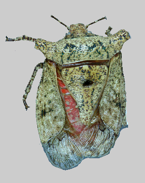  (Pentatomidae_incertae_sedis - PT-B261)  @11 [ ] Copyright (2025) Unspecified Modern College of Arts, Science and Commerce, Department of Zoology