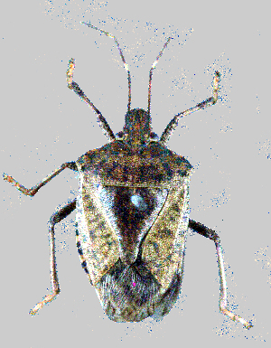  (Halyomorpha picus - HP-B21)  @11 [ ] Copyright (2025) Unspecified Modern College of Arts, Science and Commerce, Department of Zoology