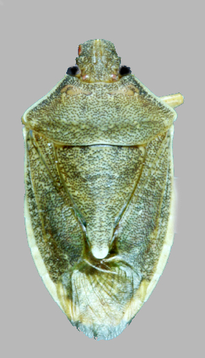  (Sephelini - NSG-B23)  @11 [ ] Copyright (2025) Unspecified Modern College of Arts, Science and Commerce, Department of Zoology