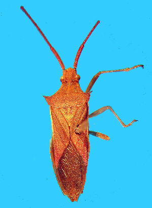  (Cletus rubidiventris - CR-B26)  @11 [ ] Copyright (2025) Unspecified Modern College of Arts, Science and Commerce, Department of Zoology