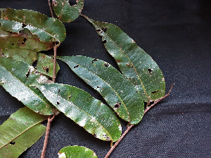  ( - CCDB-27866-F08)  @11 [ ] CreativeCommons - Attribution Non-Commercial Share-Alike (2017) Varun Swamy San Diego Zoo Global