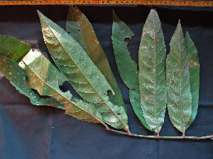  (Talisia hexaphylla - CCDB-27866-F09)  @11 [ ] CreativeCommons - Attribution Non-Commercial Share-Alike (2017) Varun Swamy San Diego Zoo Global