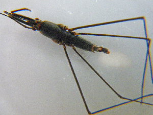  (Aquarius antigone - MDFRC-5)  @11 [ ] CreativeCommons - Attribution Non-Commercial Share-Alike (2011) MDFRC Murray-Darling Freshwater Research Centre