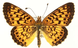  (Boloria myrina - DH035569)  @11 [ ] CreativeCommons  Attribution (by) (2023) Daniel Handfield Unspecified
