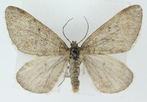  ( - DH036614)  @11 [ ] CreativeCommons  Attribution (by) (2025) Daniel Handfield Unspecified