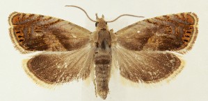  ( - MDH024698)  @11 [ ] CreativeCommons  Attribution (by) (2024) Daniel Handfield Unspecified