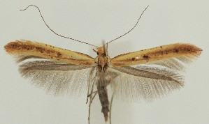  ( - MDH031200)  @11 [ ] CreativeCommons  Attribution (by) (2023) Daniel Handfield Unspecified