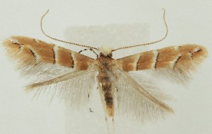  ( - MDH035393)  @11 [ ] CreativeCommons  Attribution (by) (2023) Daniel Handfield Unspecified