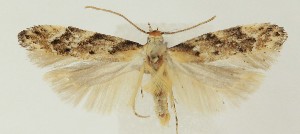  ( - MDH036556)  @11 [ ] CreativeCommons  Attribution (by) (2023) Daniel Handfield Unspecified