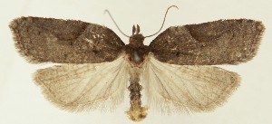  (Acleris viburnana - MDH037956)  @11 [ ] CreativeCommons  Attribution (by) (2024) Daniel Handfield Unspecified