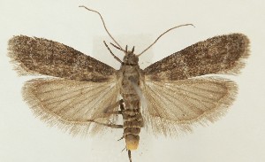  ( - MDH038012)  @11 [ ] CreativeCommons  Attribution (by) (2023) Daniel Handfield Unspecified