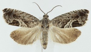  ( - MDH039018)  @11 [ ] CreativeCommons  Attribution (by) (2025) Daniel Handfield Unspecified