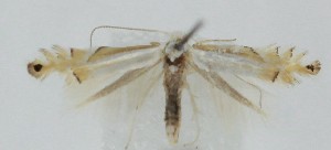  ( - MDH039201)  @11 [ ] CreativeCommons  Attribution (by) (2025) Daniel Handfield Unspecified