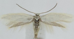  ( - MDH039204)  @11 [ ] CreativeCommons  Attribution (by) (2025) Daniel Handfield Unspecified