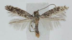  ( - MDH039236)  @11 [ ] CreativeCommons  Attribution (by) (2025) Daniel Handfield Unspecified