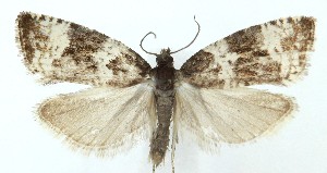  ( - MDH039288)  @11 [ ] Unspecified (default): All Rights Reserved (2025) Daniel Handfield CreativeCommons  Attribution (by)