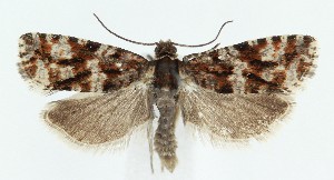  ( - MDH039329)  @11 [ ] CreativeCommons  Attribution (by) (2025) Daniel Handfield Unspecified