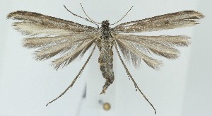  (Hellinsia albilobata - MDH039382)  @11 [ ] CreativeCommons  Attribution (by) (2025) Daniel Handfield Unspecified