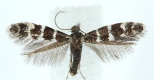  ( - MDH039420)  @11 [ ] CreativeCommons  Attribution (by) (2025) Daniel Handfield Unspecified