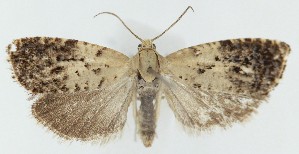  ( - MDH039529)  @11 [ ] CreativeCommons  Attribution (by) (2025) Daniel Handfield Unspecified