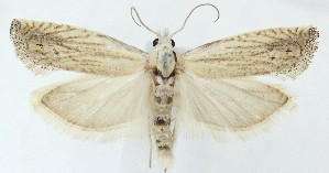  (Pelochrista argentialbana - MDH039538)  @11 [ ] CreativeCommons  Attribution (by) (2025) Daniel Handfield Unspecified