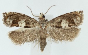  (Sonia nigrana - MDH039540)  @11 [ ] CreativeCommons  Attribution (by) (2025) Daniel Handfield Unspecified