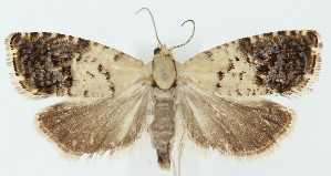  ( - MDH039541)  @11 [ ] CreativeCommons  Attribution (by) (2025) Daniel Handfield Unspecified