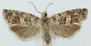  ( - MDH039542)  @11 [ ] CreativeCommons  Attribution (by) (2025) Daniel Handfield Unspecified