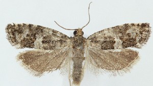  ( - MDH039543)  @11 [ ] CreativeCommons  Attribution (by) (2025) Daniel Handfield Unspecified