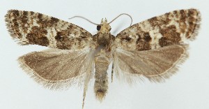  ( - MDH039545)  @11 [ ] CreativeCommons  Attribution (by) (2025) Daniel Handfield Unspecified