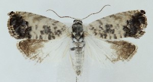  ( - MDH039637)  @11 [ ] CreativeCommons  Attribution (by) (2025) Daniel Handfield Unspecified