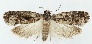  ( - MDH039684)  @11 [ ] CreativeCommons  Attribution (by) (2025) Daniel Handfield Unspecified