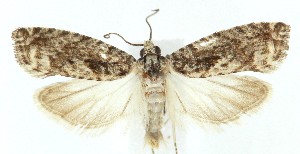  ( - MDH039690)  @11 [ ] CreativeCommons  Attribution (by) (2025) Daniel Handfield Unspecified