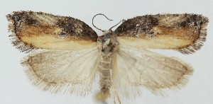  ( - MDH039744)  @11 [ ] CreativeCommons  Attribution (by) (2025) Daniel Handfield Unspecified