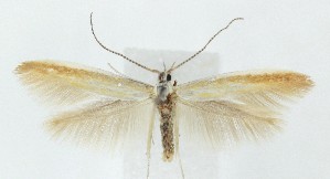  ( - MDH039775)  @11 [ ] CreativeCommons  Attribution (by) (2025) Daniel Handfield Unspecified