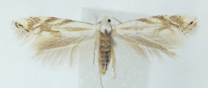  ( - MDH039828)  @11 [ ] CreativeCommons  Attribution (by) (2025) Daniel Handfield Unspecified