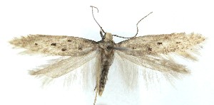  ( - MDH039834)  @11 [ ] Unspecified (default): All Rights Reserved (2025) Daniel Handfield CreativeCommons  Attribution (by)