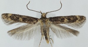  ( - MDH039836)  @11 [ ] CreativeCommons  Attribution (by) (2025) Daniel Handfield Unspecified