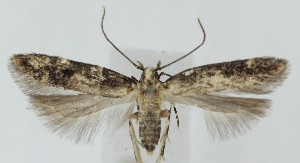  ( - MDH039866)  @11 [ ] CreativeCommons  Attribution (by) (2025) Daniel Handfield Unspecified