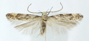  ( - MDH039867)  @11 [ ] Unspecified (default): All Rights Reserved (2025) Daniel Handfield CreativeCommons  Attribution (by)