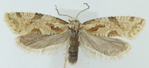  ( - MDH039898)  @11 [ ] CreativeCommons  Attribution (by) (2025) Daniel Handfield Unspecified