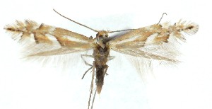  ( - MDH039915)  @11 [ ] CreativeCommons  Attribution (by) (2025) Daniel Handfield Unspecified