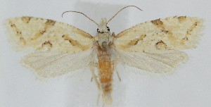  ( - MDH039921)  @11 [ ] CreativeCommons  Attribution (by) (2025) Daniel Handfield Unspecified